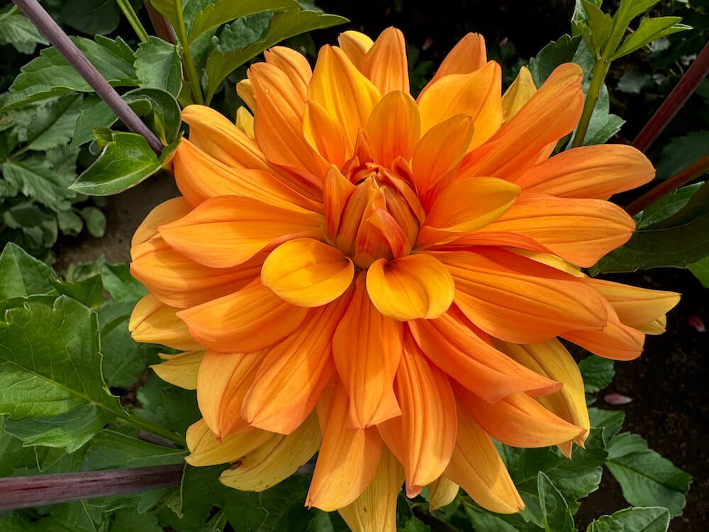 Dahlia 'Andrew Charles'