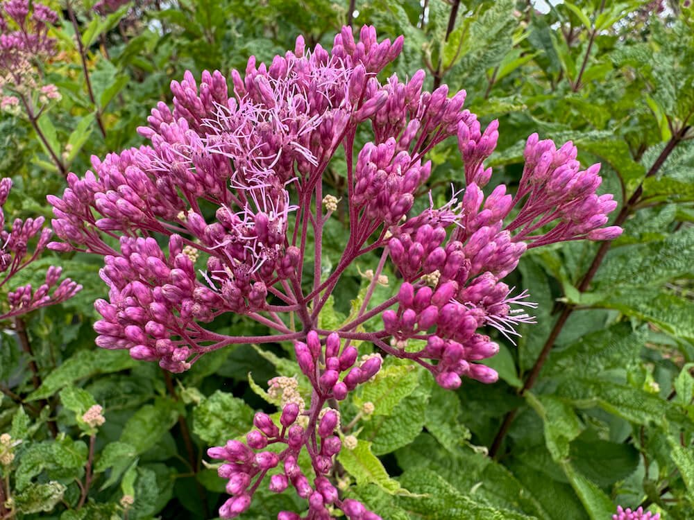 Eutrochium maculatum 'Gateway'