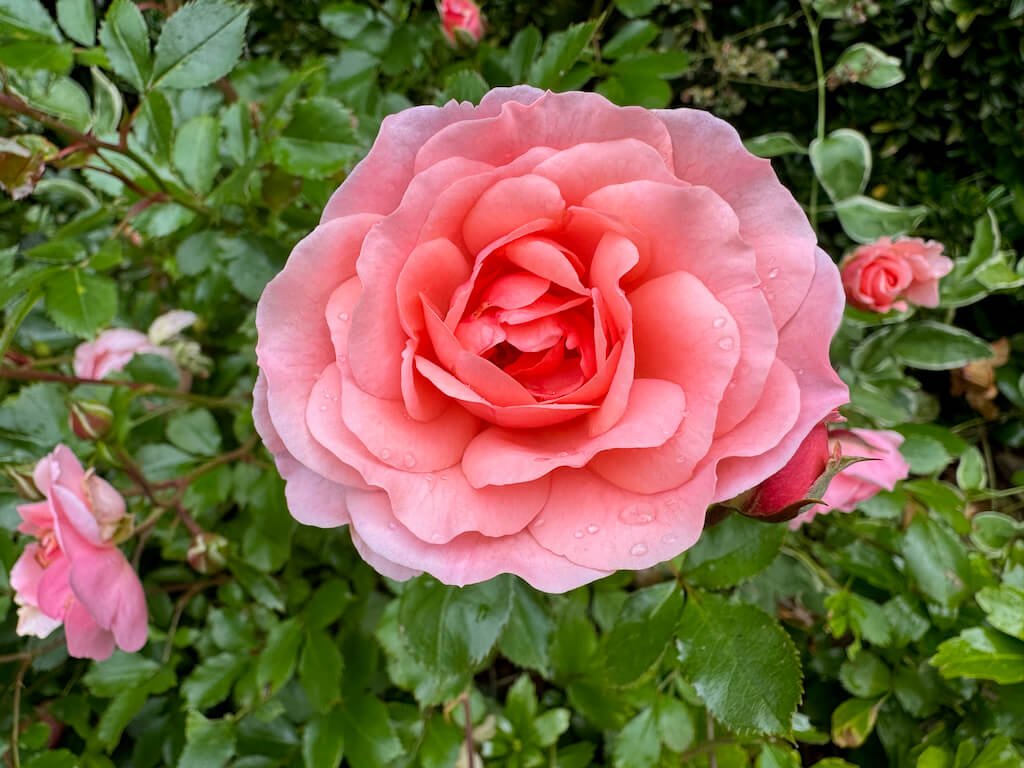 Rosa ‘Meimirrot’