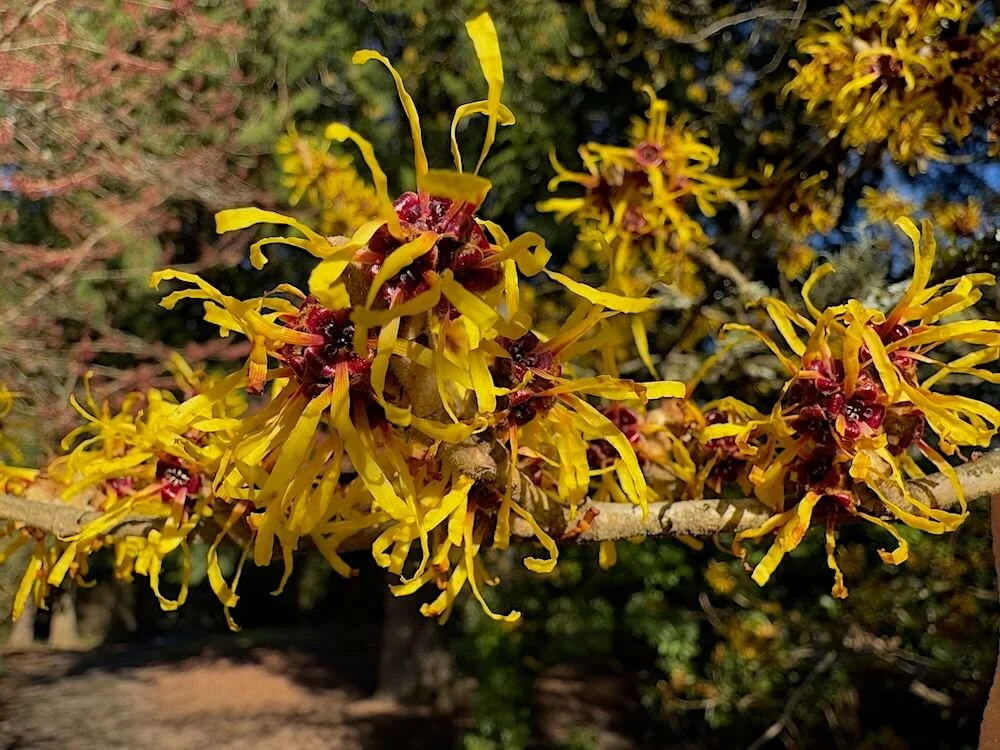 Hamamelis mollis