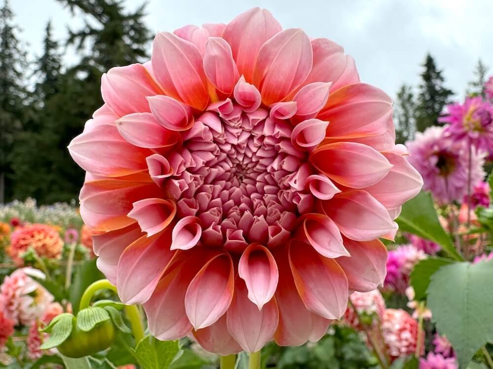 Dahlia 'Peaches N' Cream'