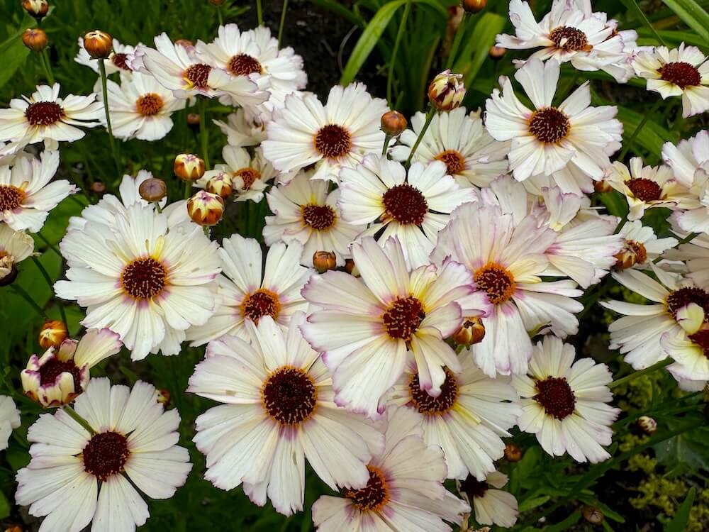 Coreopsis NOVA 'Opal'