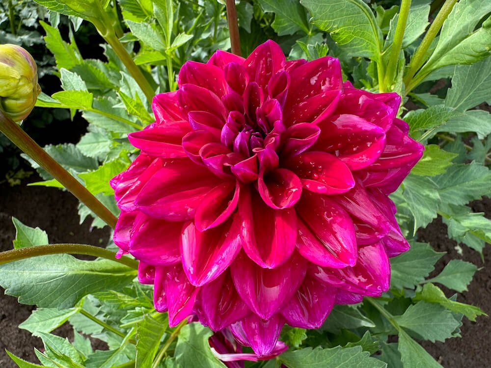 Dahlia 'Fabulous'