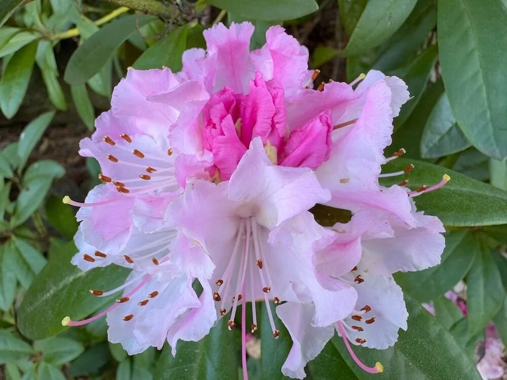 RHODODENDRON