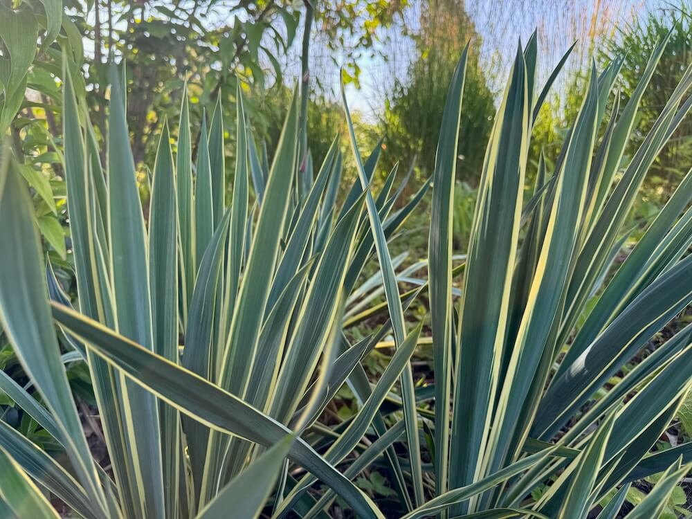 BRIGHT EDGE ADAM (Yucca)