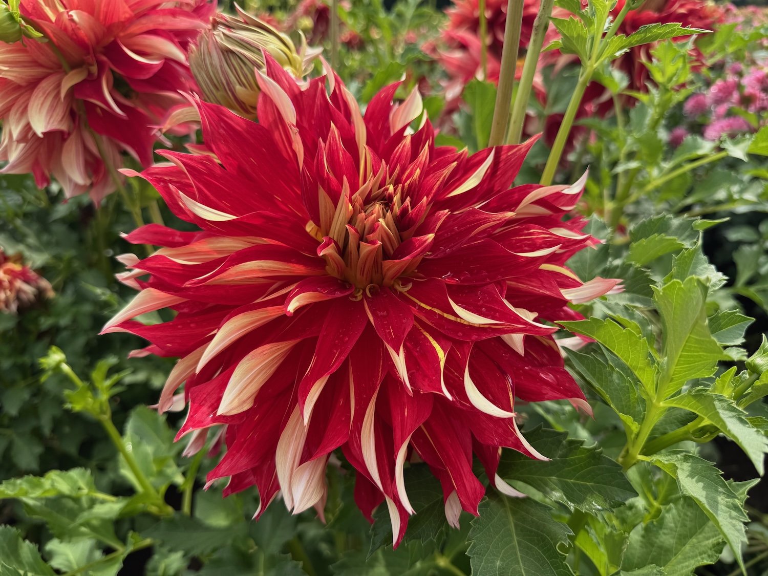 Complete guide to dahlias