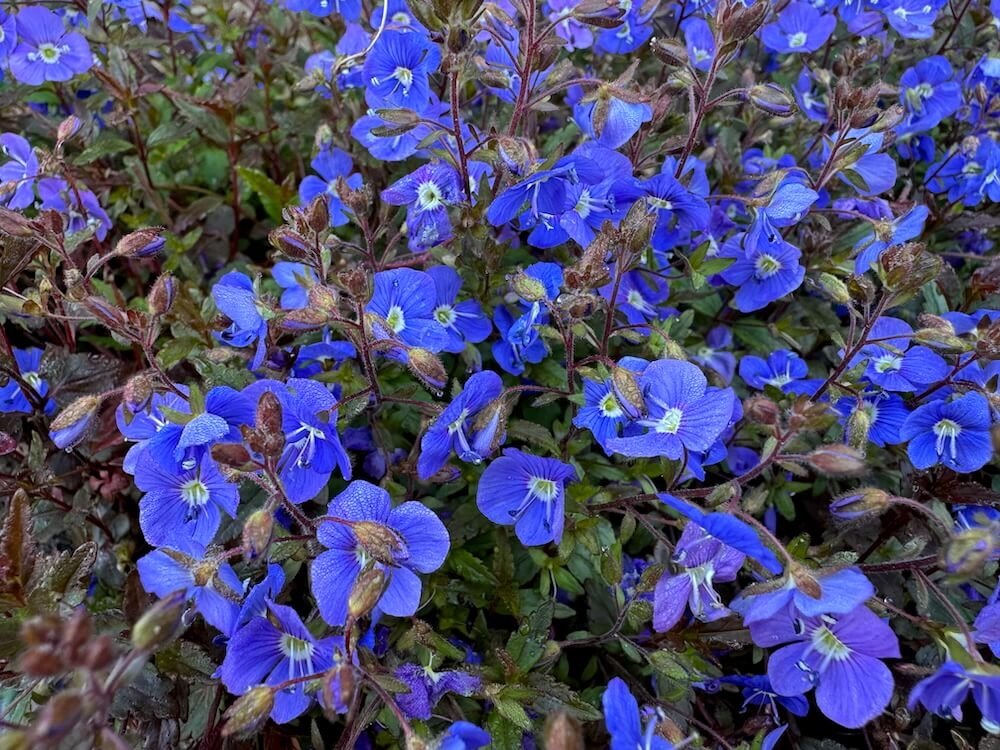SPEEDWELL (Veronica)