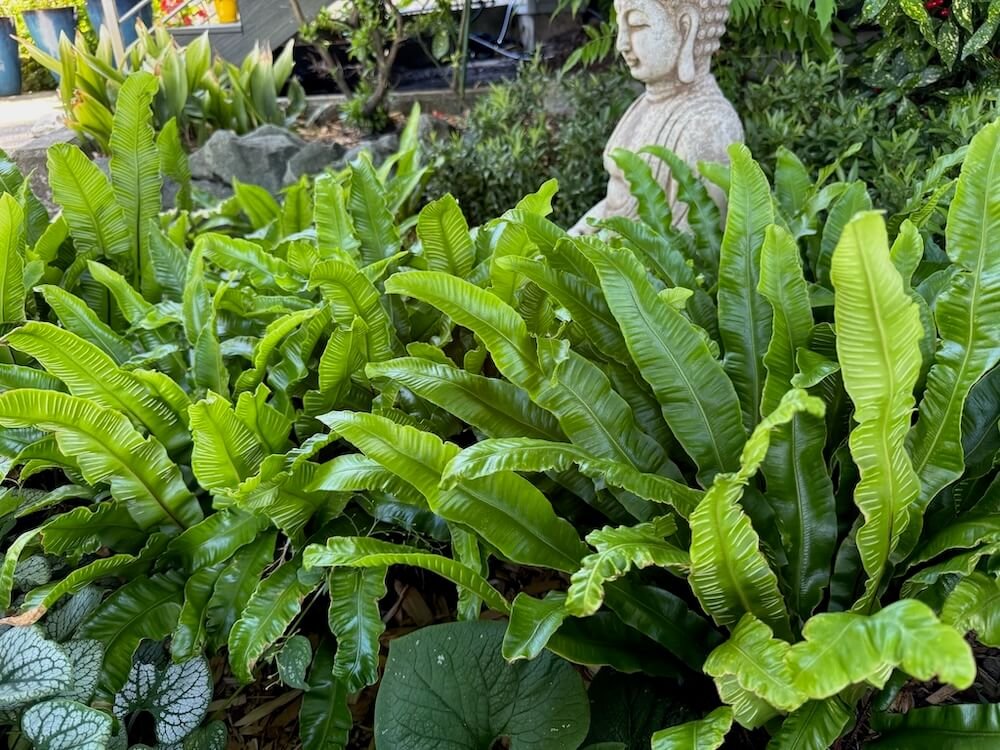 Asplenium scolopendrium