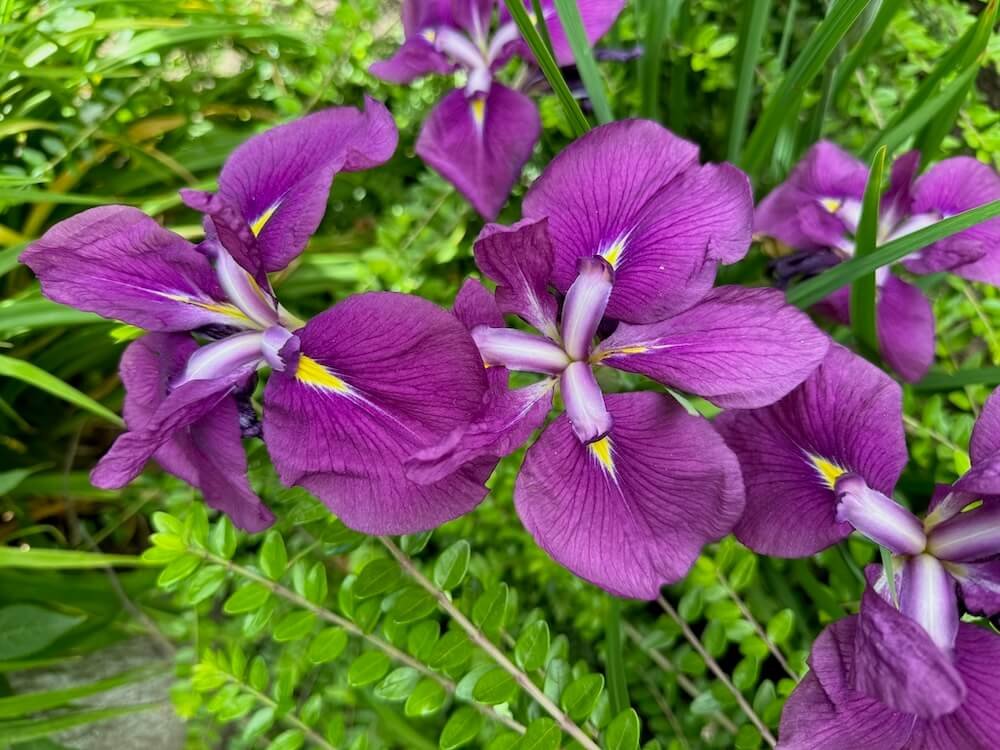 Iris ensata 'Jedo Jima'