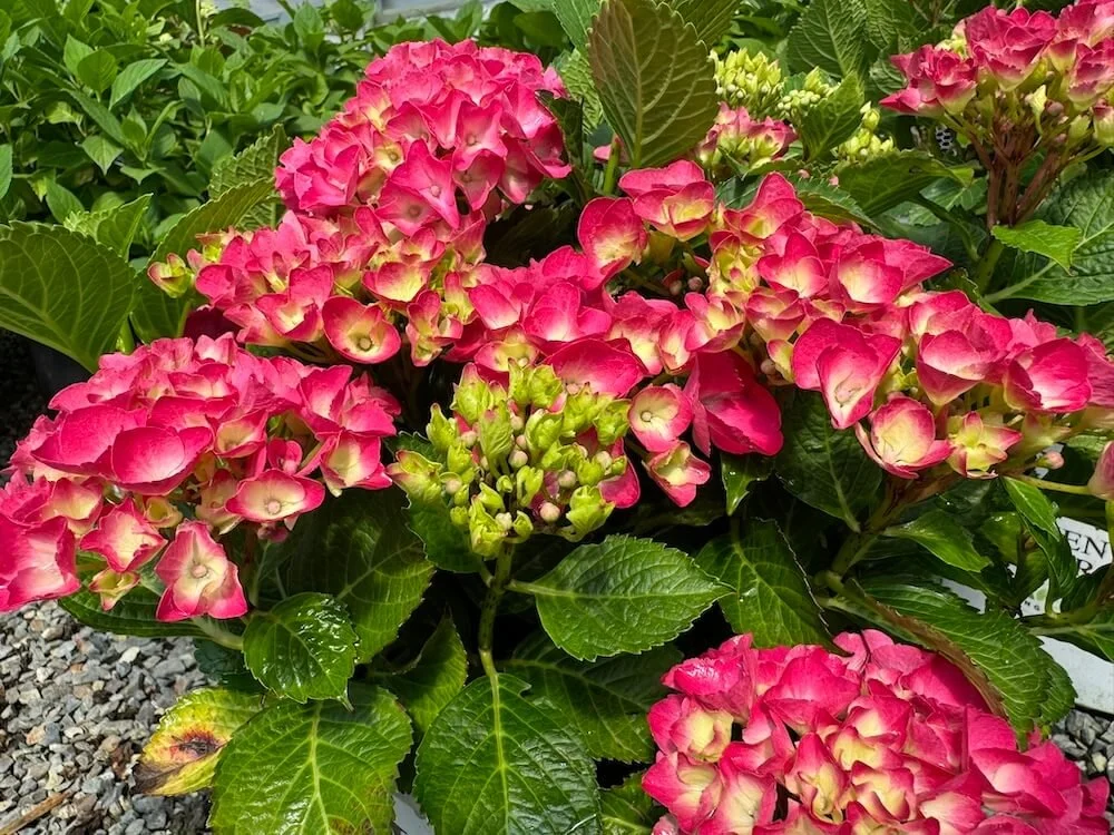 Hydrangea macrophylla 'Cityline Paris'