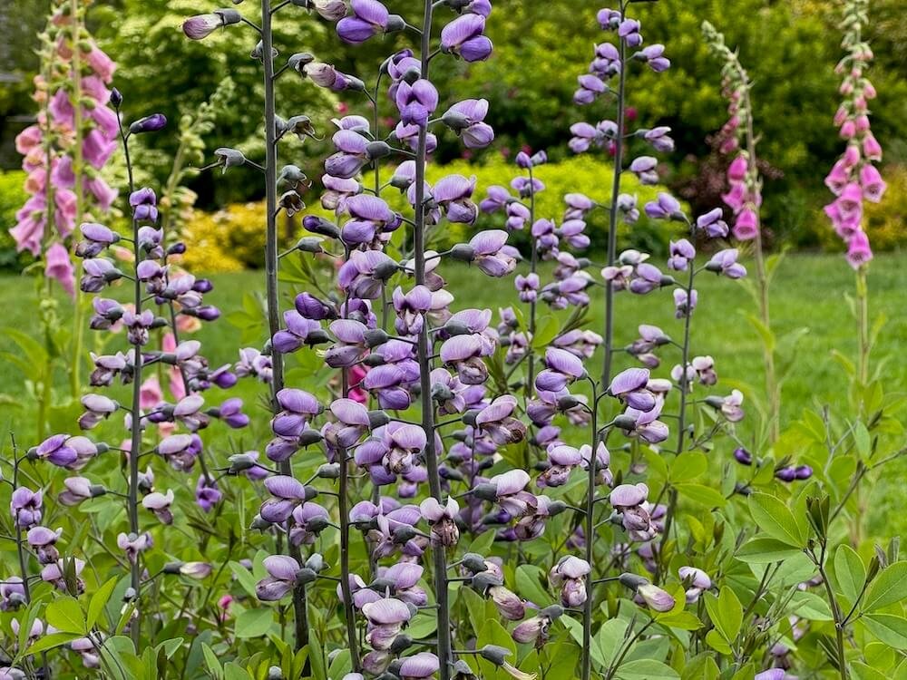 FALSE INDIGO (Baptisia)