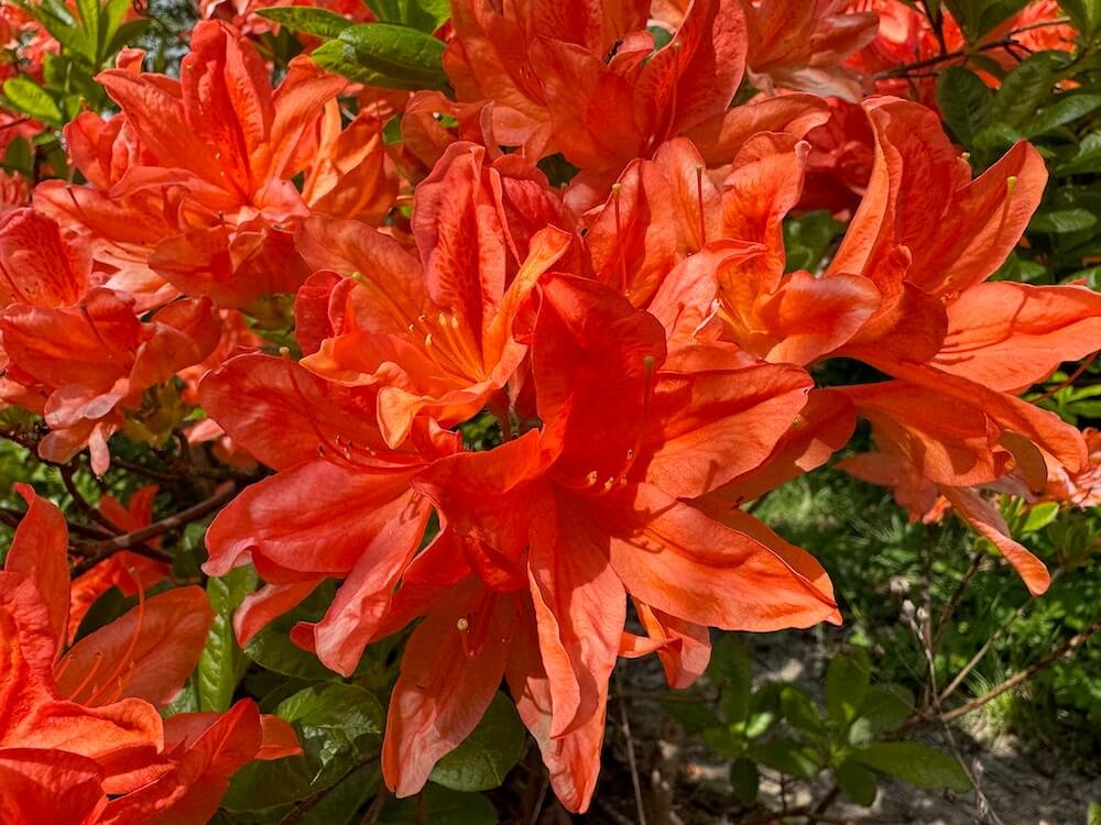 RHODODENDRON
