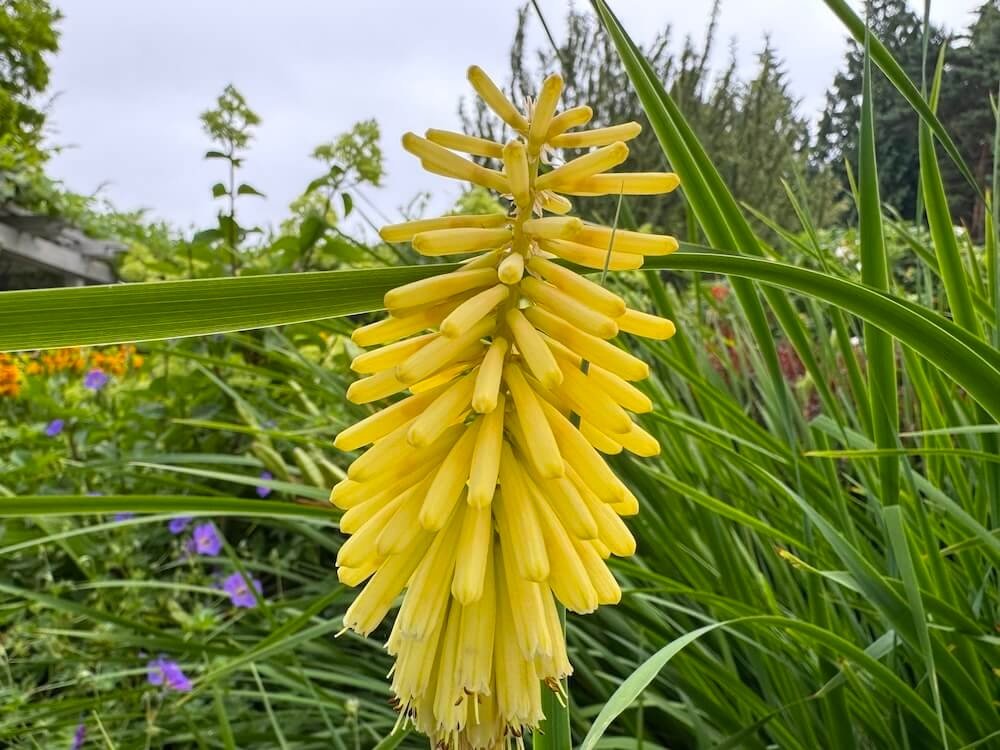Kniphofia 'Citrina'