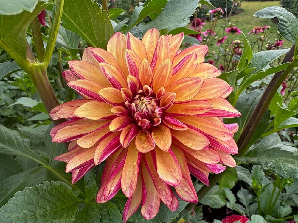 Dahlia 'Gitts Crazy'