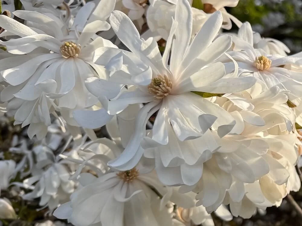 Magnolia stellata 'Royal Star'
