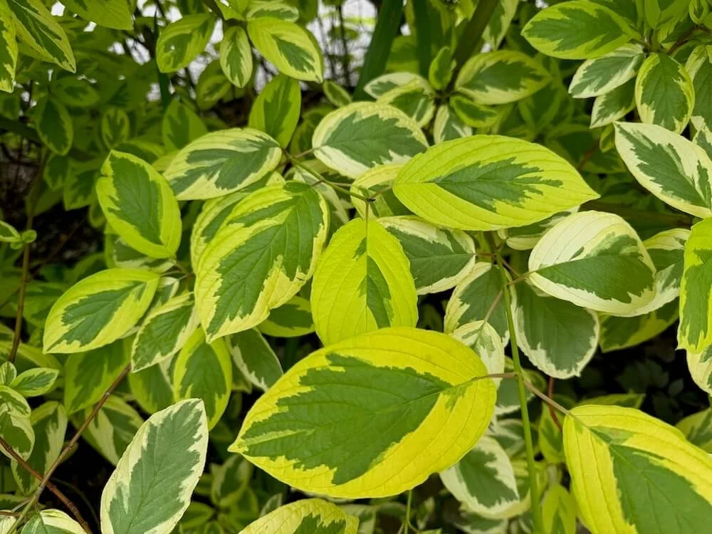 DOGWOOD (Cornus)