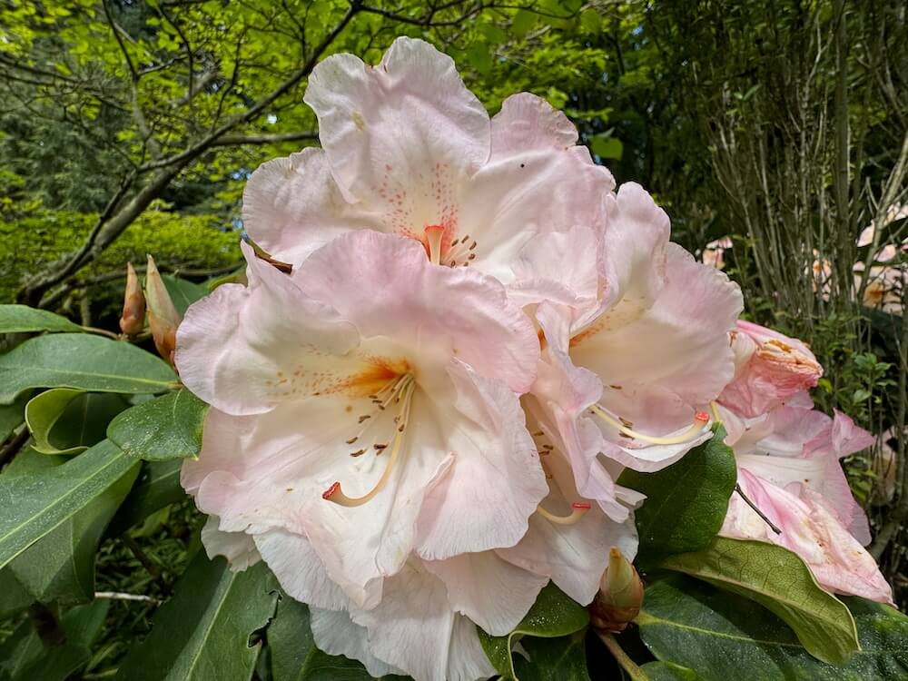 Rhododendron 'Nelda Peach'