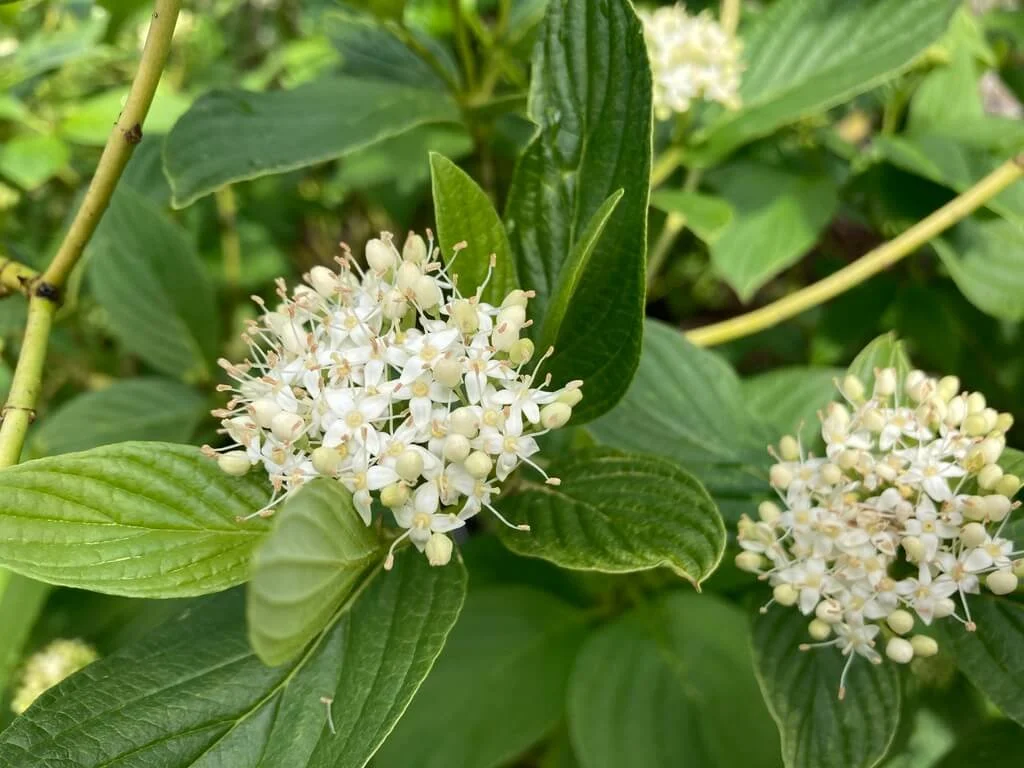 DOGWOOD (Cornus)