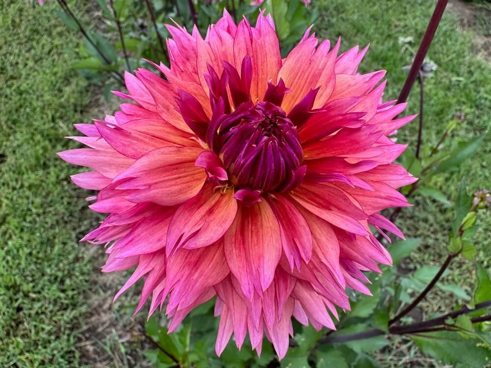 Dahlia 'Sonic Boom'