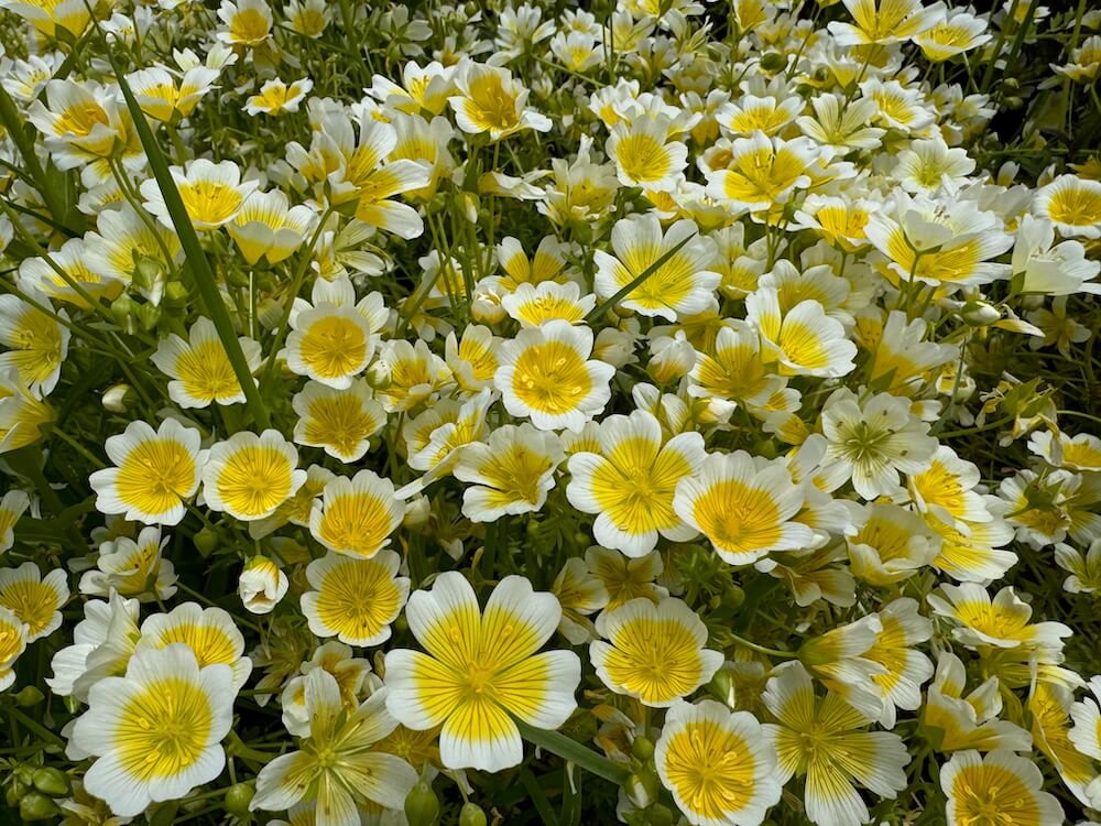POACHED EGG PLANT (Limnanthes)
