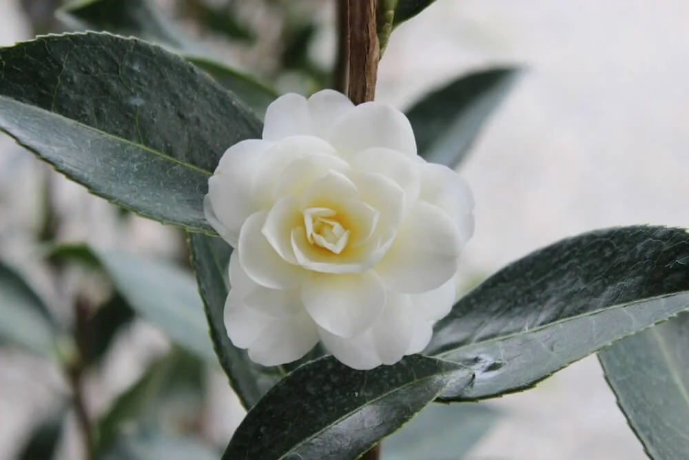 Camellia x williamsii ‘Buttermint’