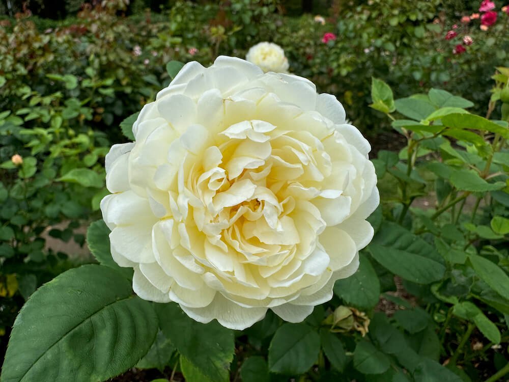 Rosa 'Nye Bevan'
