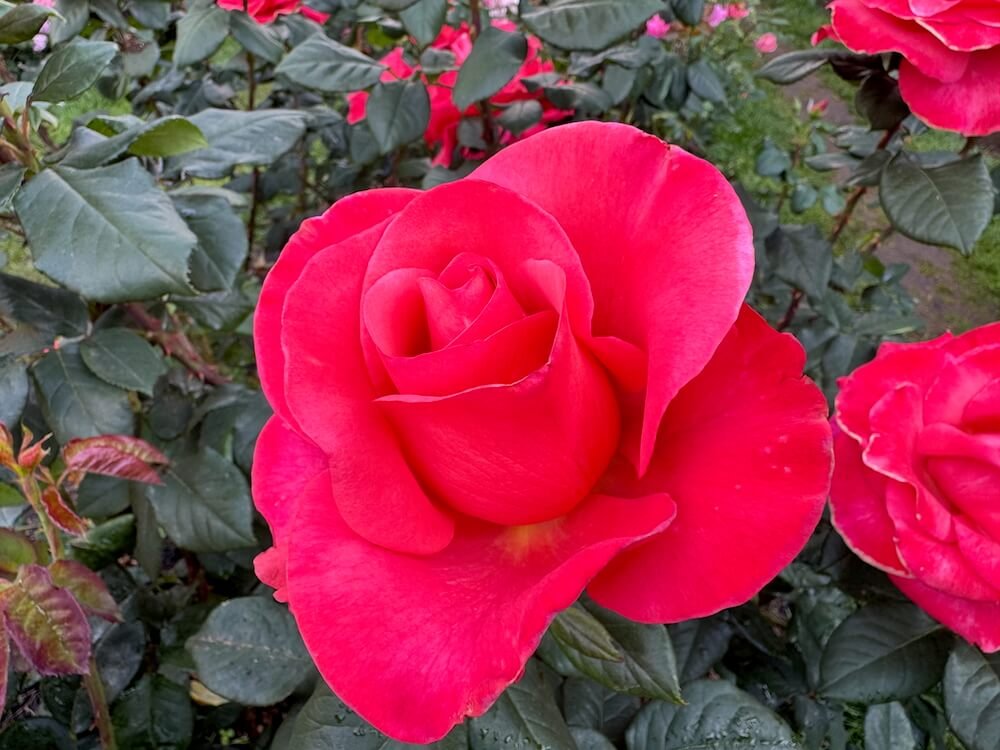 Rosa 'Ring of Fire'
