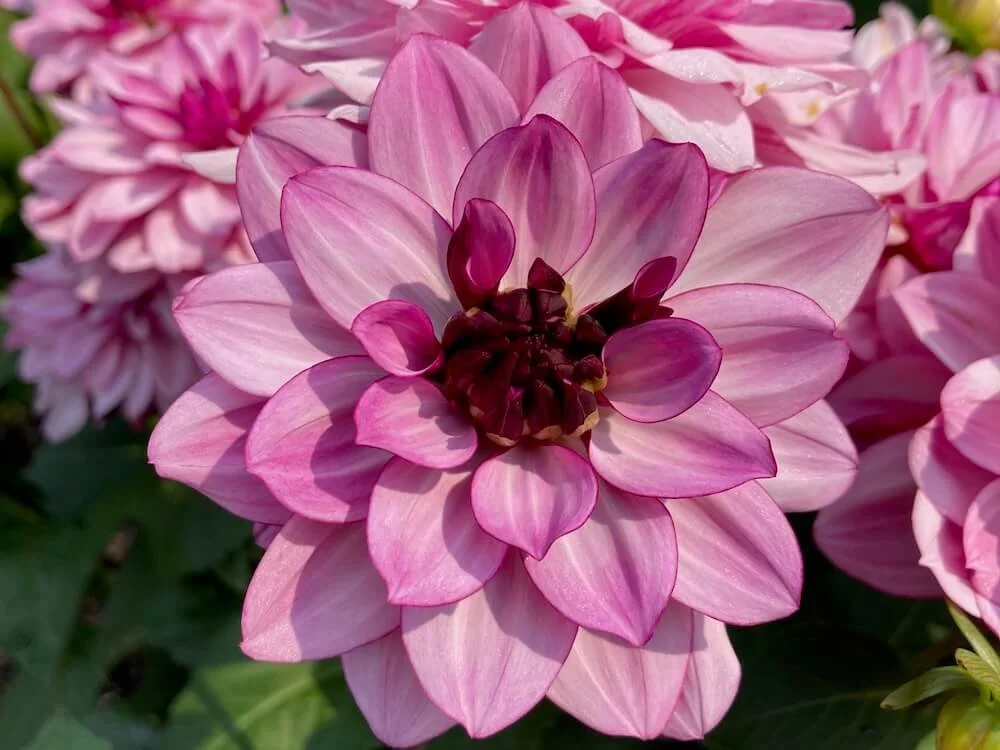 Dahlias
