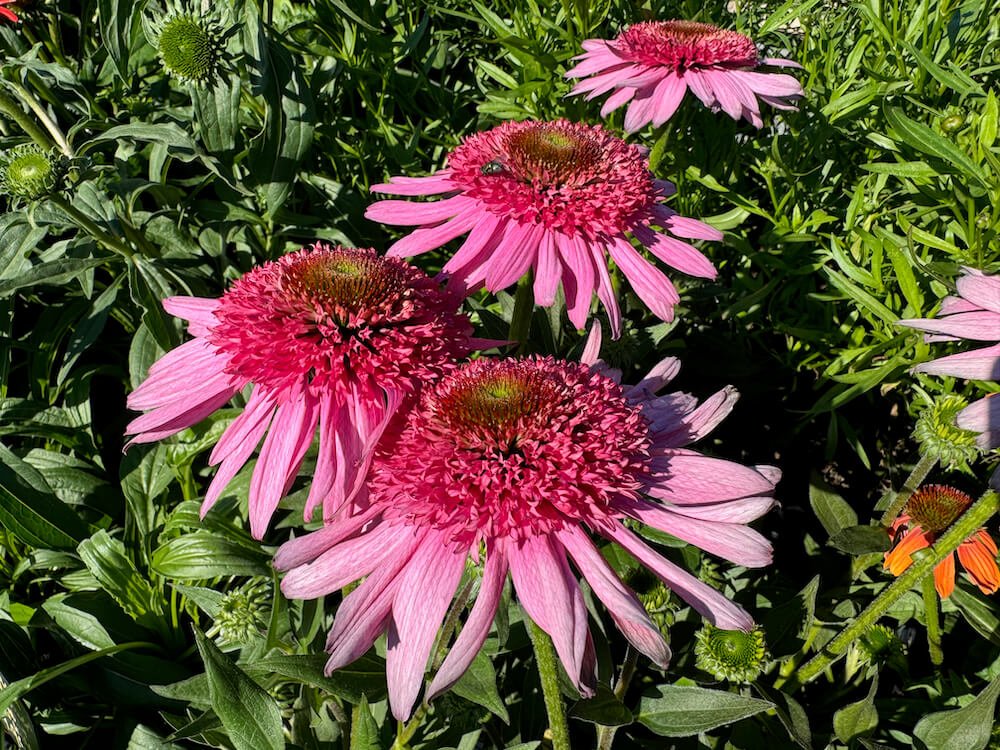 Echinacea Sundial 'Pink'