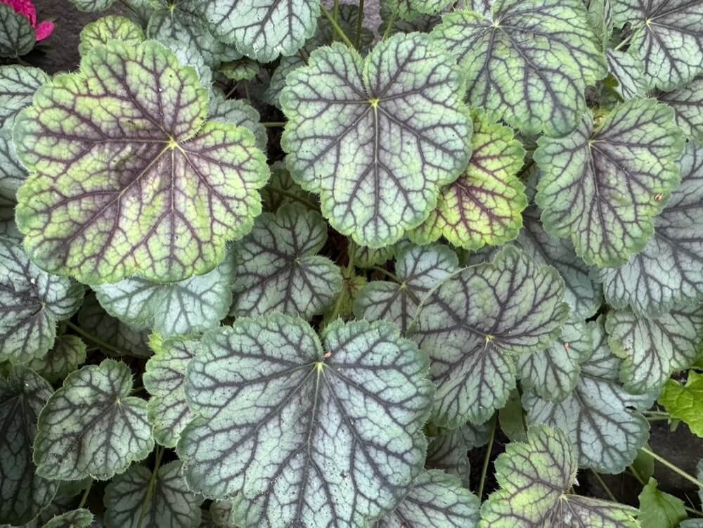 Heuchera 'Peppermint Spice'