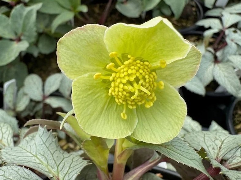 Helleborus x hybridus 'Crystal Leaf'