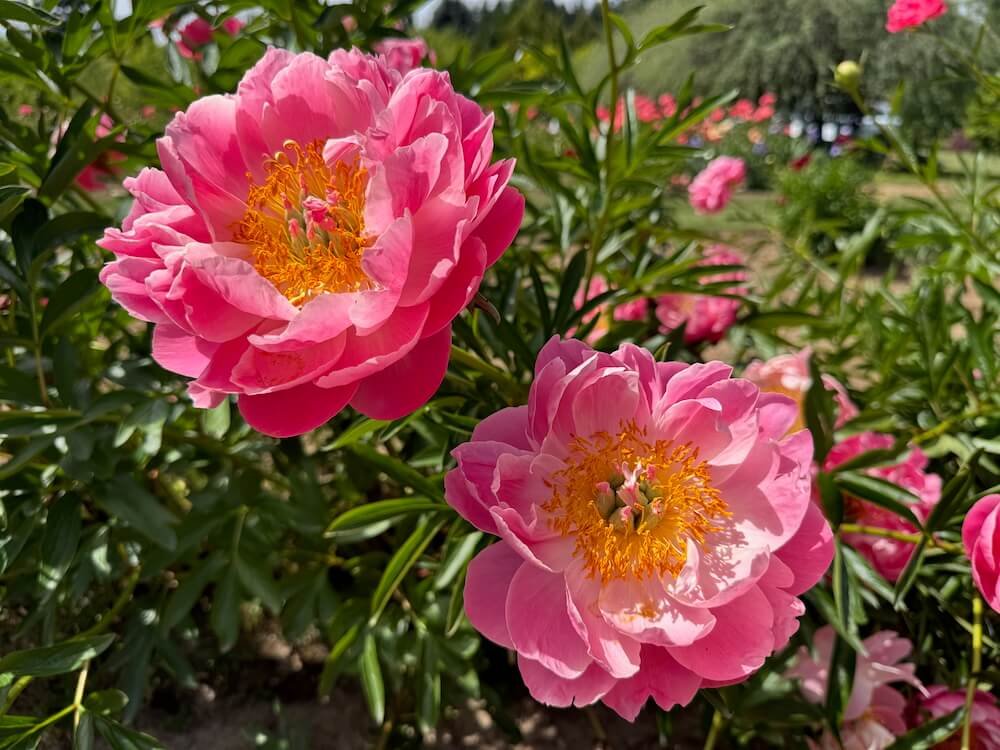 BROOKS GARDENS PEONIES