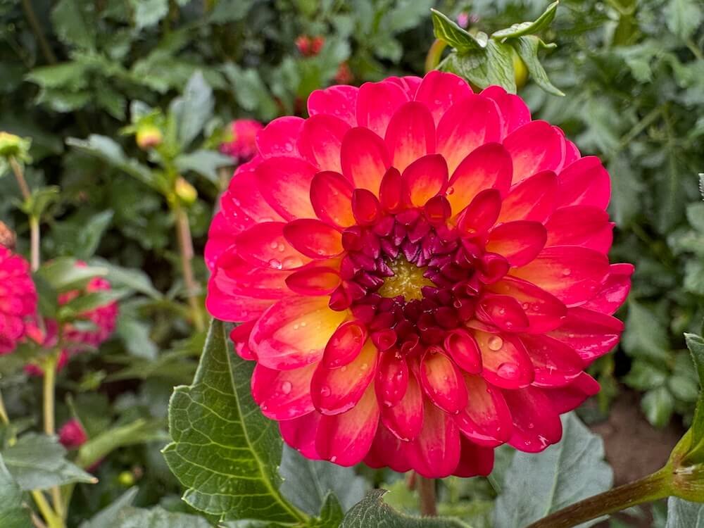 Dahlia 'Raz-Ma-Taz'
