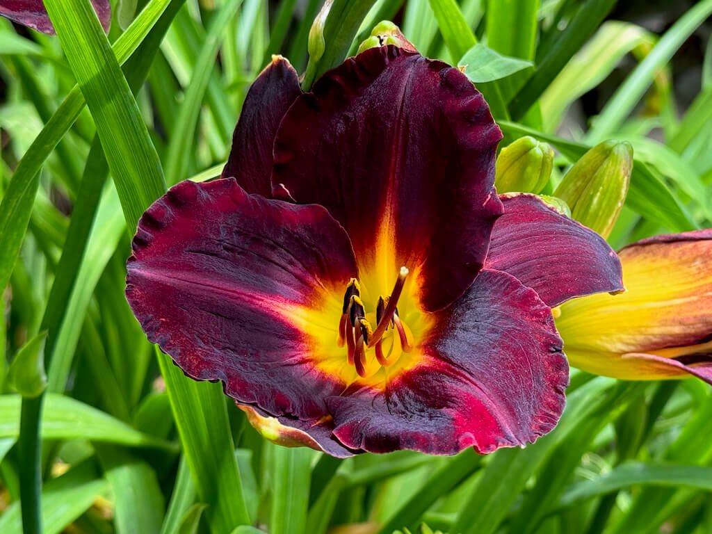 Hemerocallis 'Dominic'