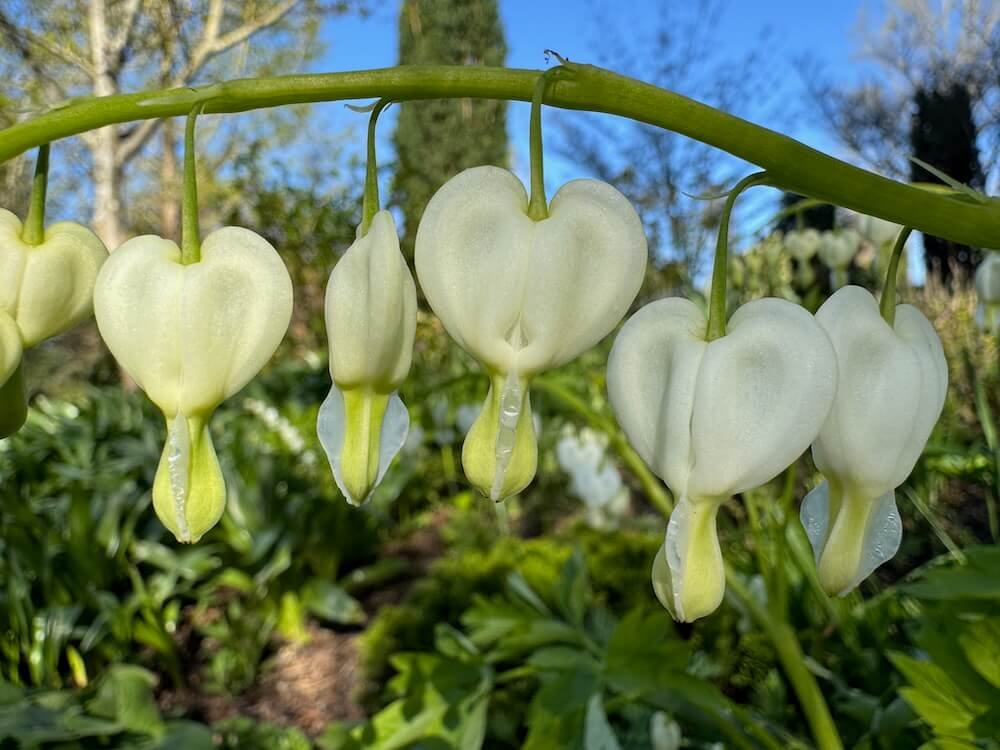 Lamprocapnos spectabilis 'Alba'