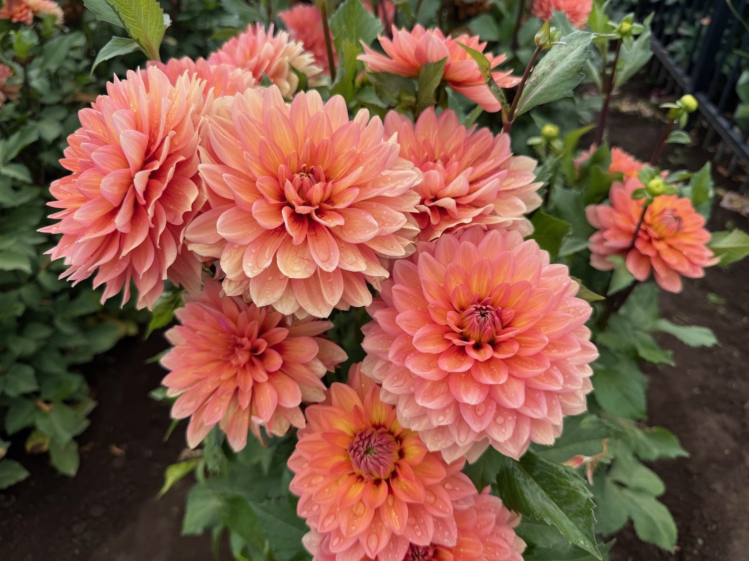 Dahlia destinations