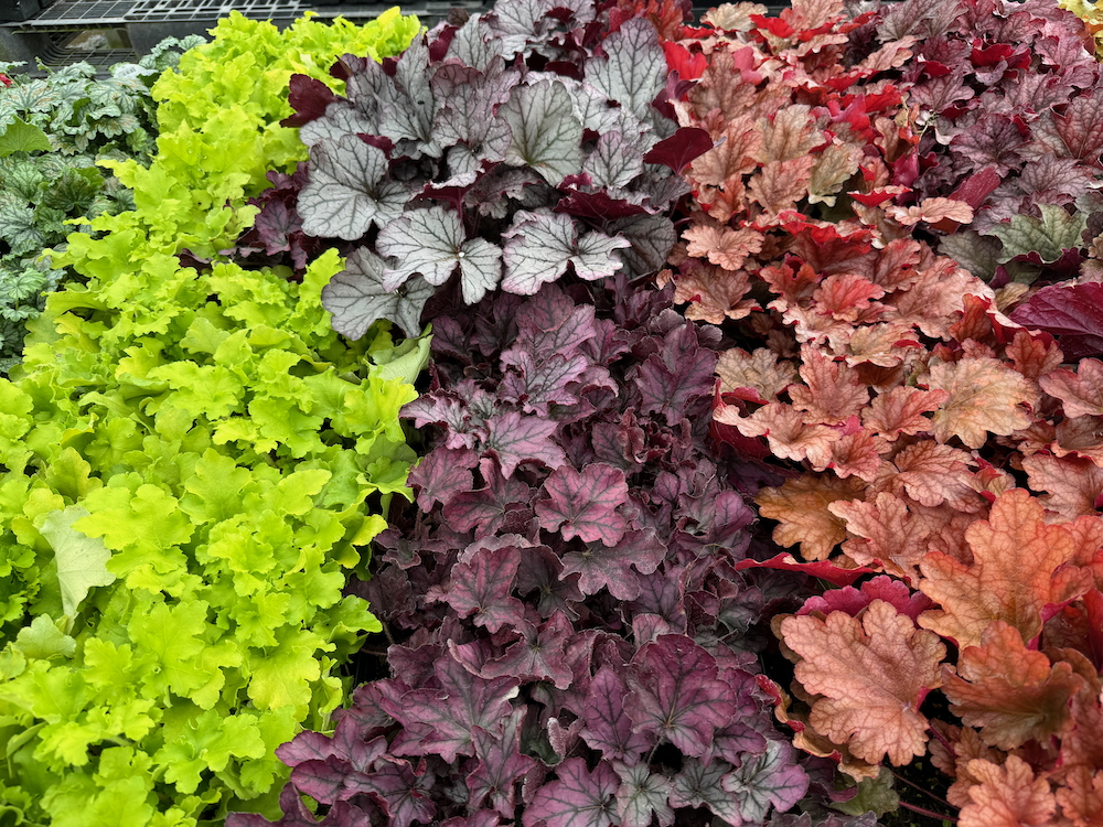 Plant Nurseries