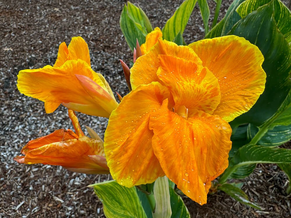 Canna indica 'Tropicanna Gold'