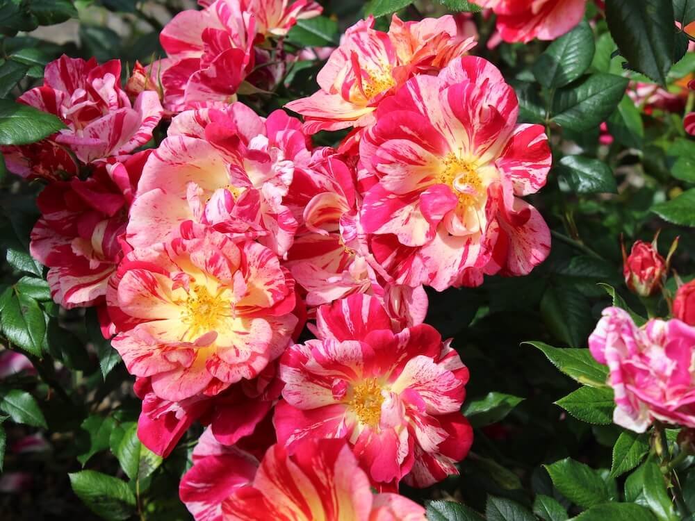 Rosa 'Candy Cover'