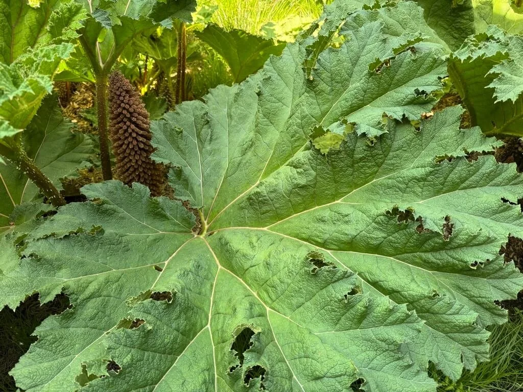 Gunnera tinctoria