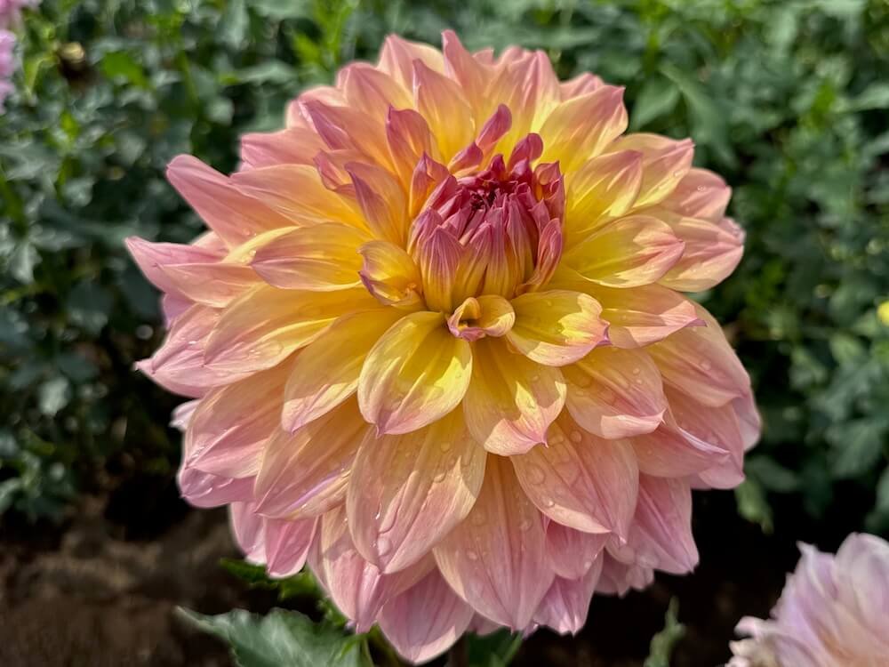 Dahlia 'Papageno'
