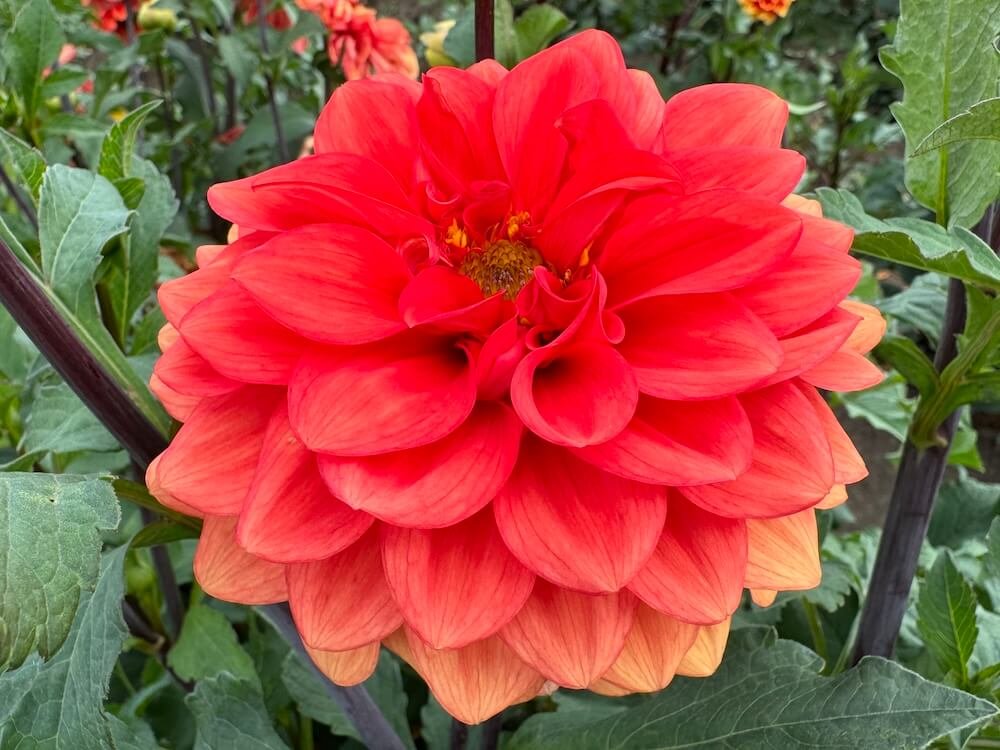 Dahlia 'Deputy Bob'