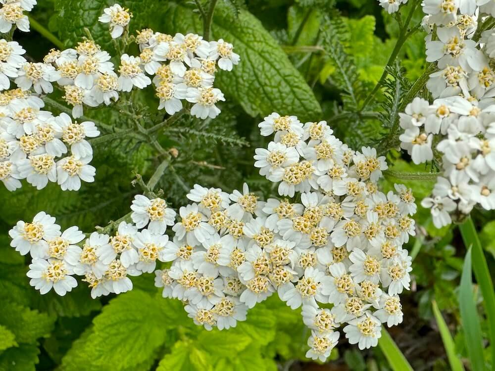 Achillea millefolium