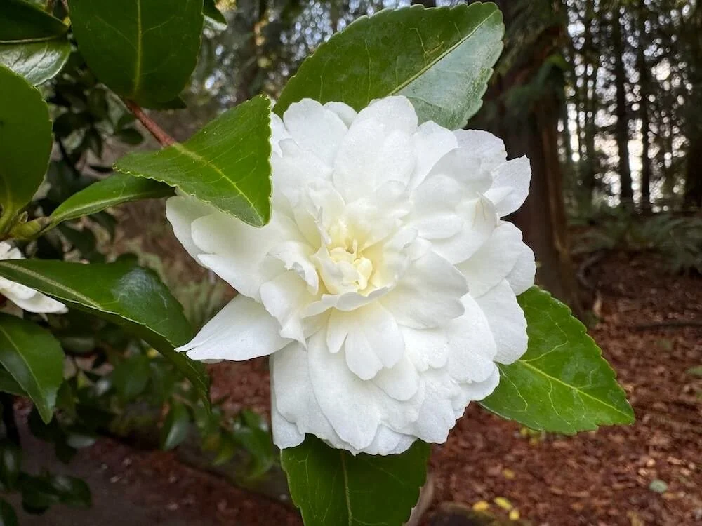 Camellia sasanqua 'Mine-No-Yuki'