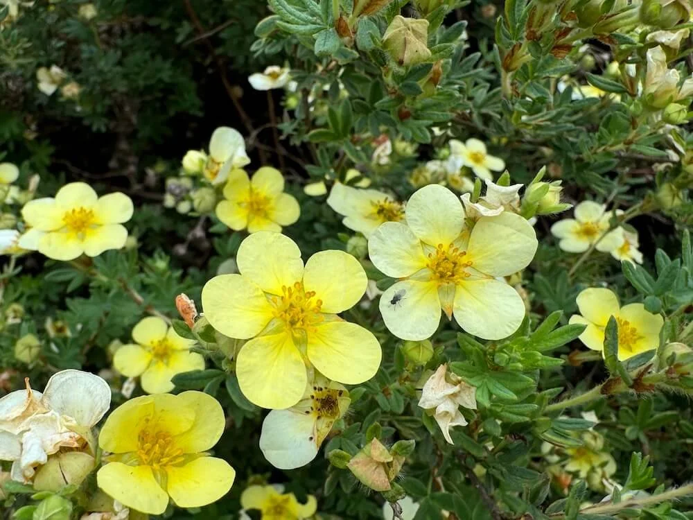 CINQUEFOIL (Potentilla)