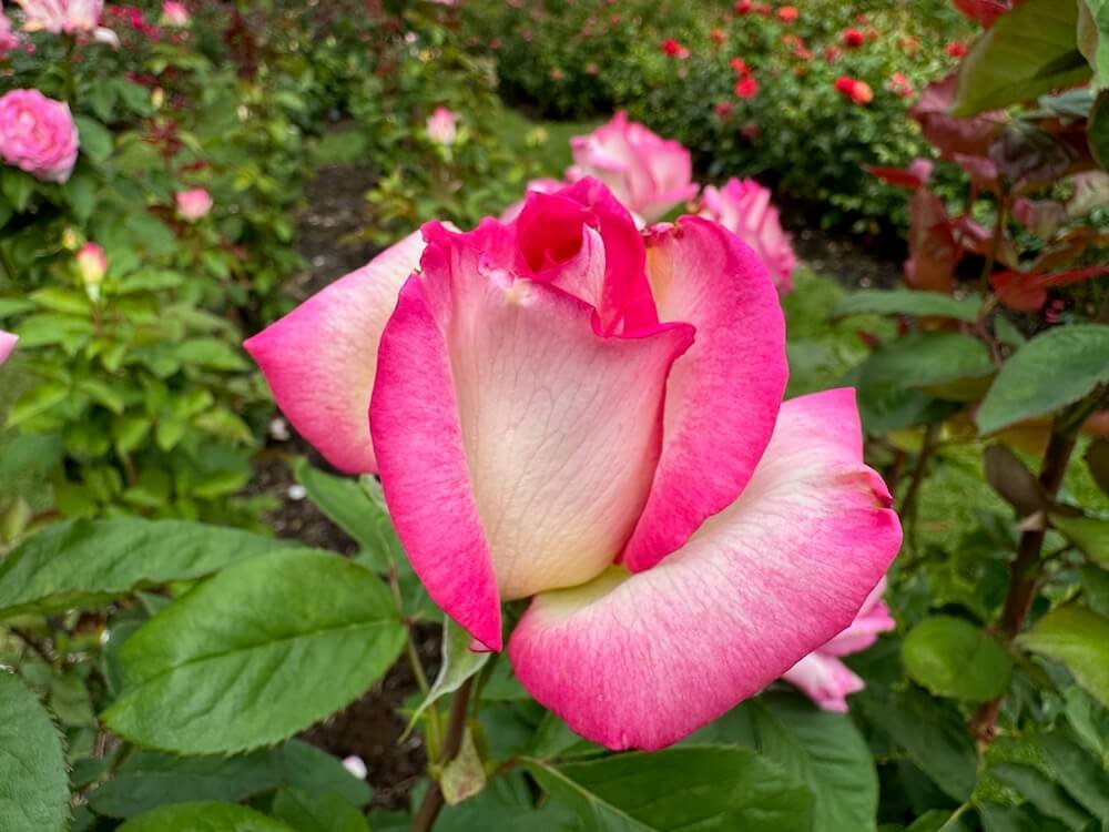 Rosa 'Angelic Veil'