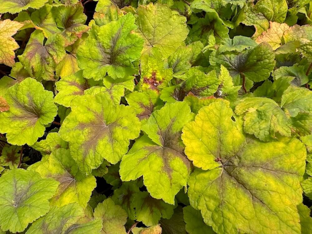 Heucherella 'Citrus Shock'