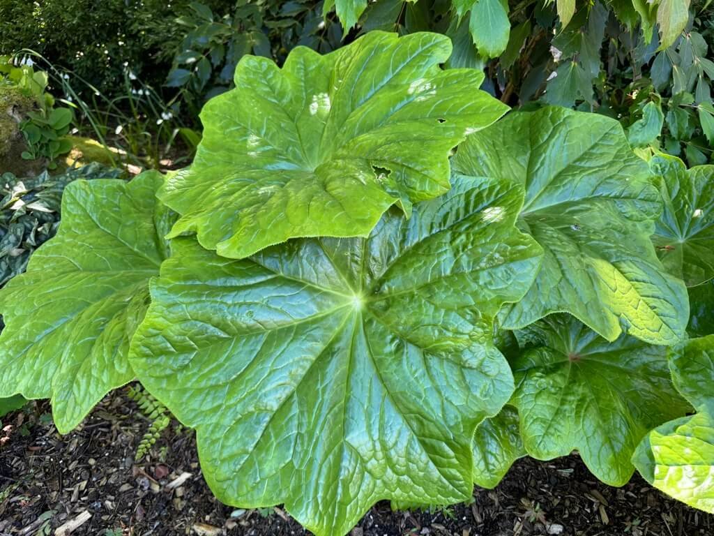 Podophyllum pleianthum