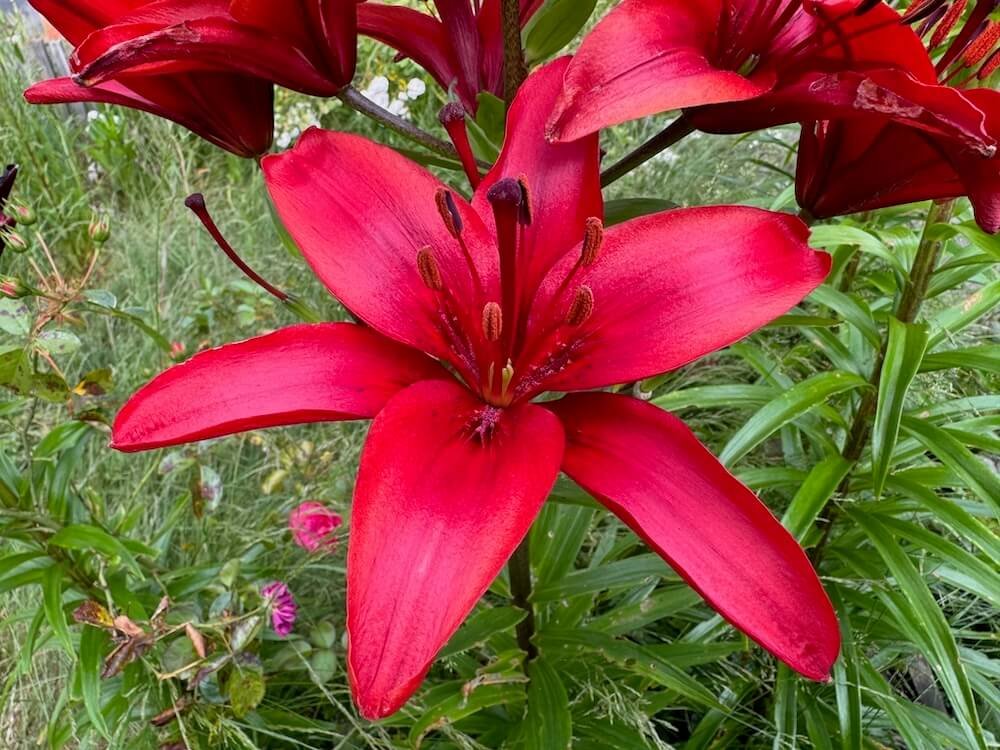 Lilium 'Commander in Chief'
