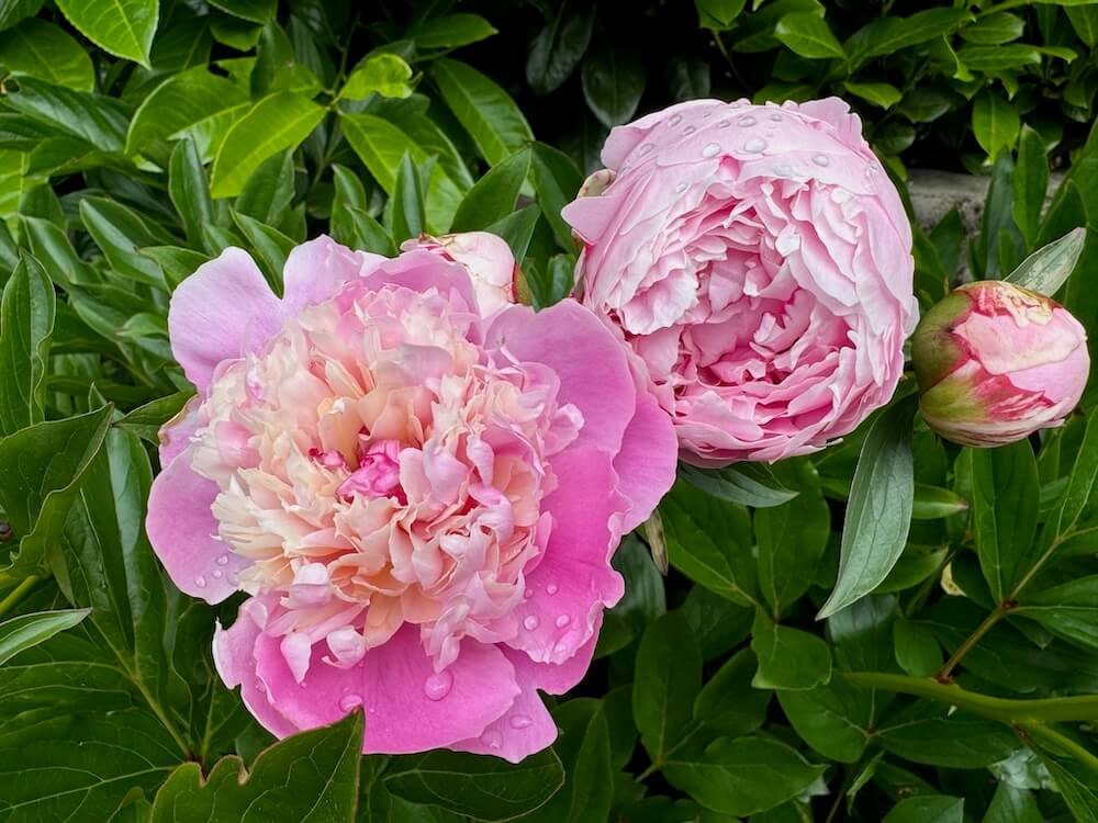 Paeonia lactiflora 'Lady Anna'